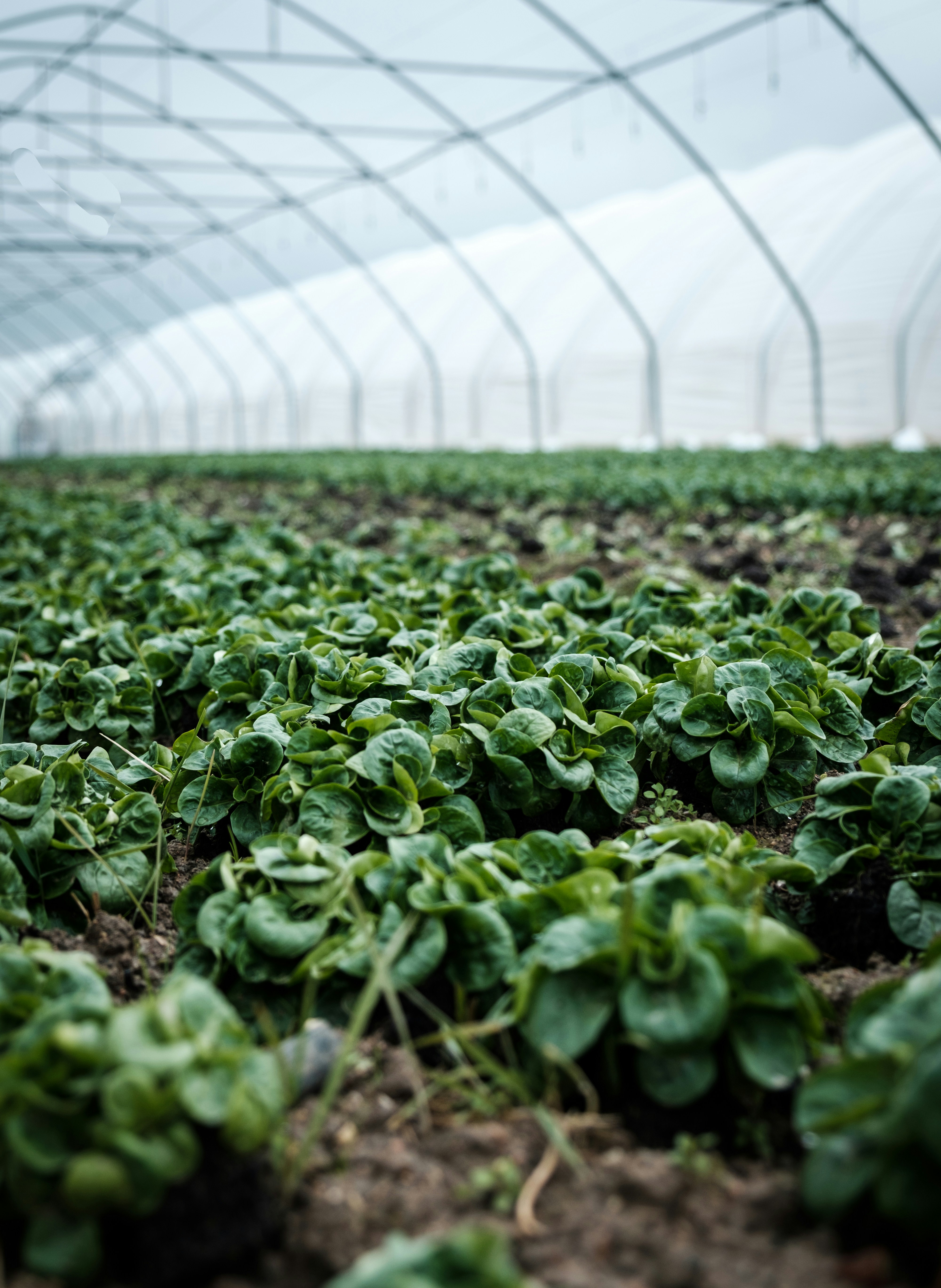 This module covers the knowledge, skills and attitude required to Prepare tools and equipment for field crop production, under take field crop agronomic practices, clean up, store materials, equipment, record and document.